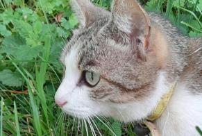 Fundmeldung Katze Weiblich Lissac-et-Mouret Frankreich