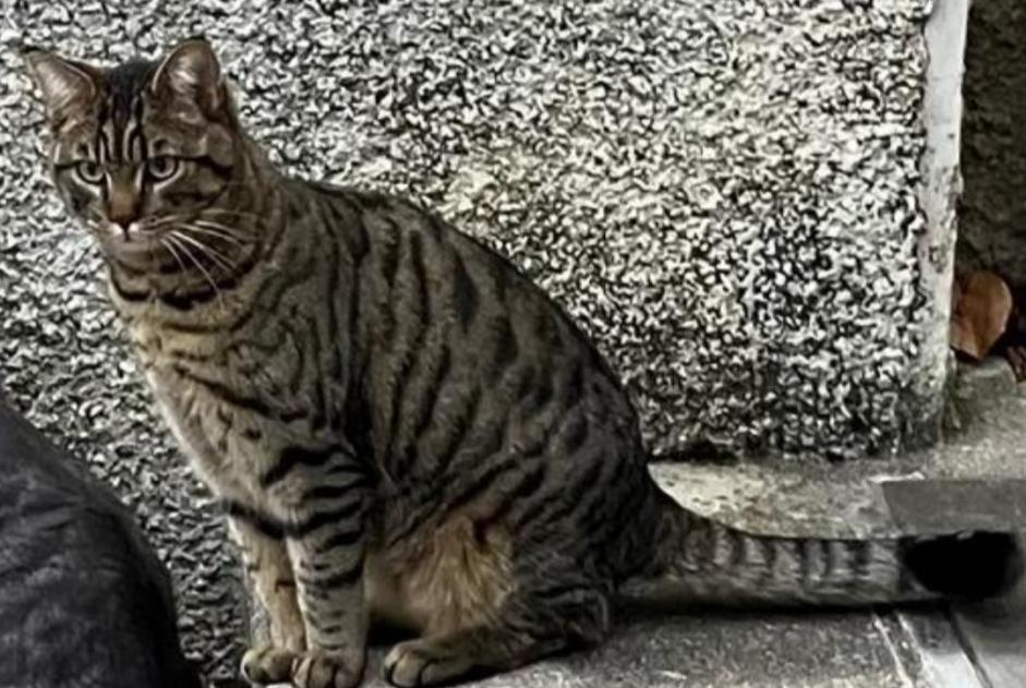 Vermisstmeldung Katze rassenmischung Männliche , 5 jahre La Chaux-de-Fonds Schweiz