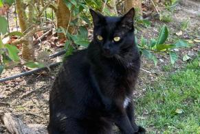 Vermisstmeldung Katze Männliche , 6 jahre Aroeira Portugal