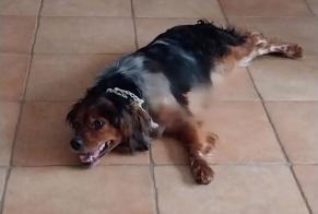 Vermisstmeldung Hund  Weiblich , 5 jahre Altura Portugal
