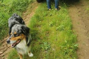 Vermisstmeldung Hund  Männliche , 4 jahre Charron Frankreich