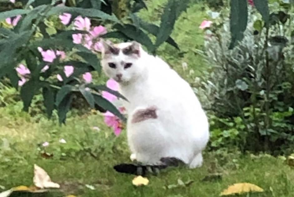 Vermisstmeldung Katze  Weiblich , 9 jahre Gazave Frankreich