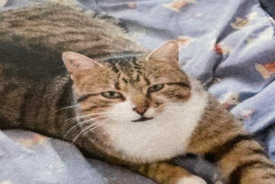 Vermisstmeldung Katze Männliche , 4 jahre Saint-Cézaire-sur-Siagne Frankreich