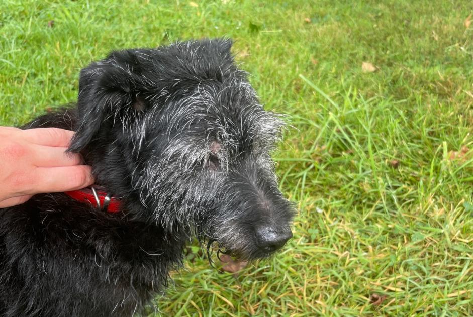 Fundmeldung Hund Männliche Questembert Frankreich