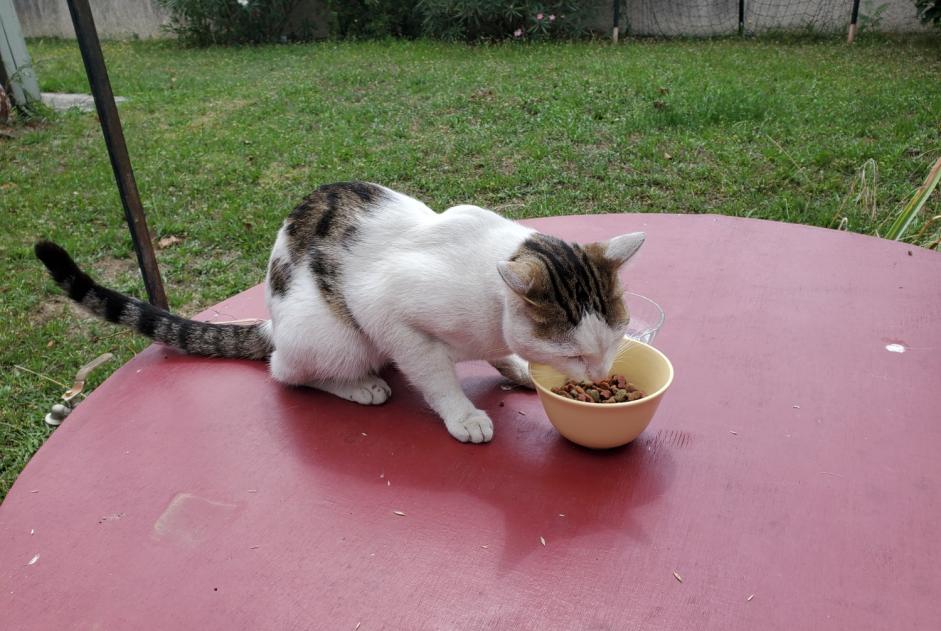 Fundmeldung Katze rassenmischung Männliche Villeneuve-Tolosane Frankreich