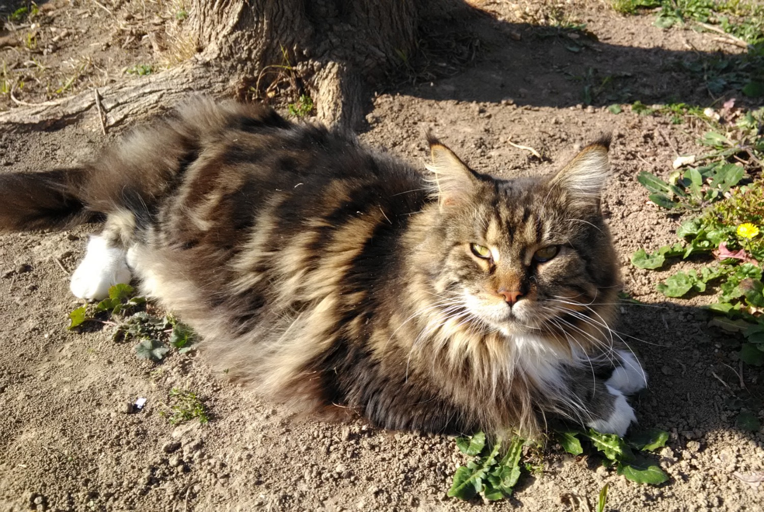 Vermisstmeldung Katze  Männliche , 5 jahre Jonquières-Saint-Vincent Frankreich