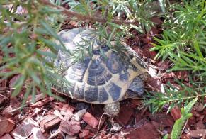 Fundmeldung Schildkröte Unbekannt Trouillas Frankreich