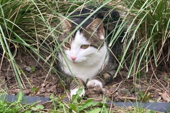 Vermisstmeldung Katze Männliche , 4 jahre Basel Schweiz