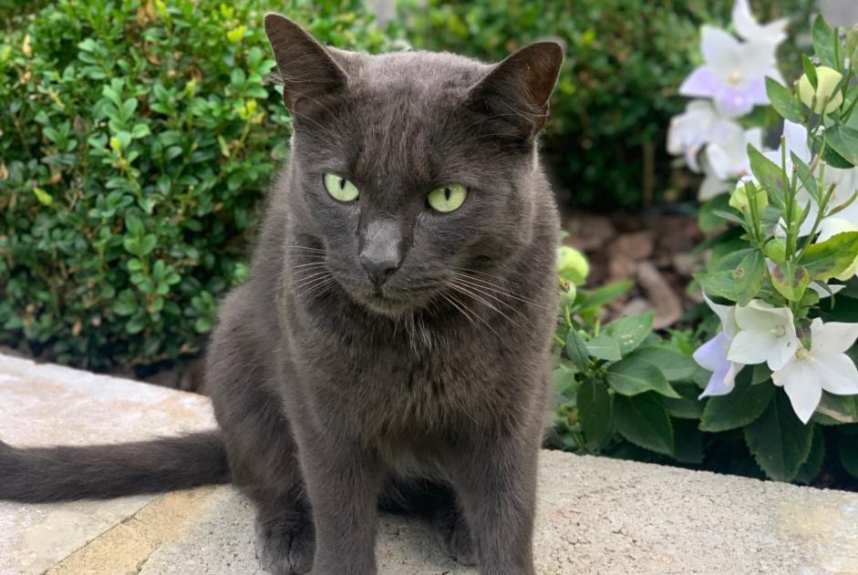 Fundmeldung Katze Unbekannt Namur Belgien