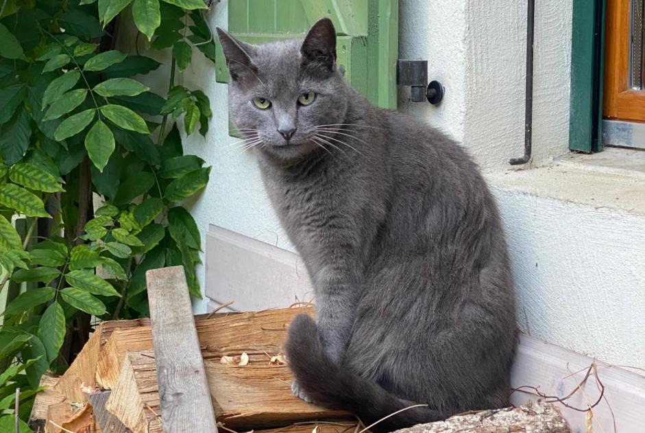 Vermisstmeldung Katze rassenmischung Männliche , 13 jahre Veyrier Schweiz