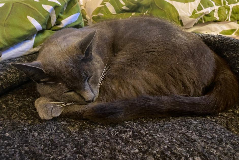 Vermisstmeldung Katze rassenmischung Männliche , 13 jahre Veyrier Schweiz