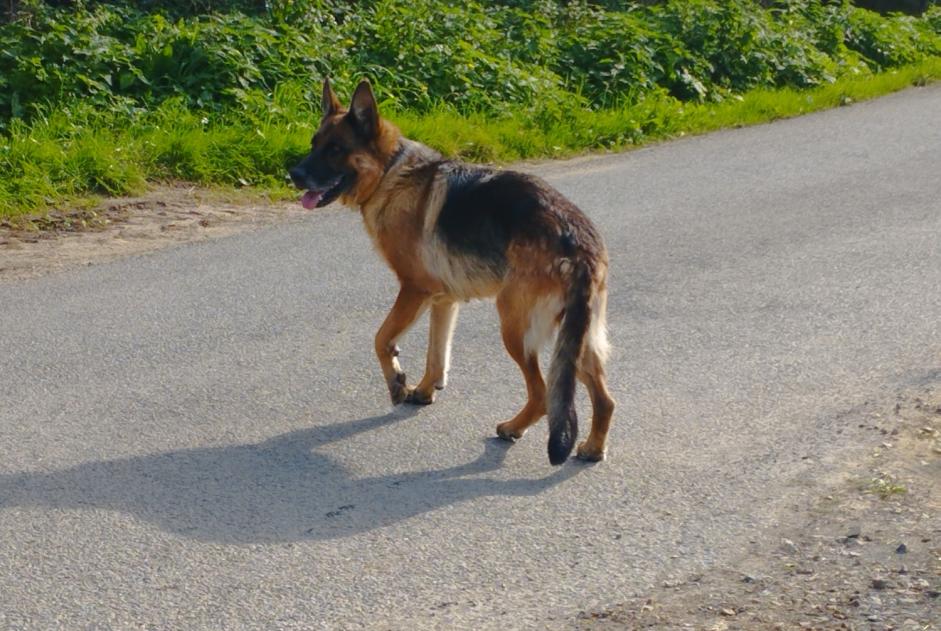 Fundmeldung Hund  Unbekannt Sainte-Cécile Frankreich