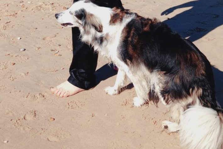 Vermisstmeldung Hund rassenmischung Weiblich , 12 jahre Bourdeilles Frankreich