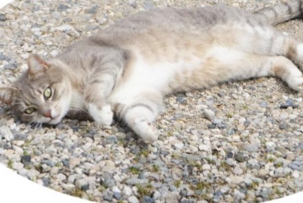 Vermisstmeldung Katze rassenmischung Weiblich , 3 jahre Bourg-Saint-Christophe Frankreich