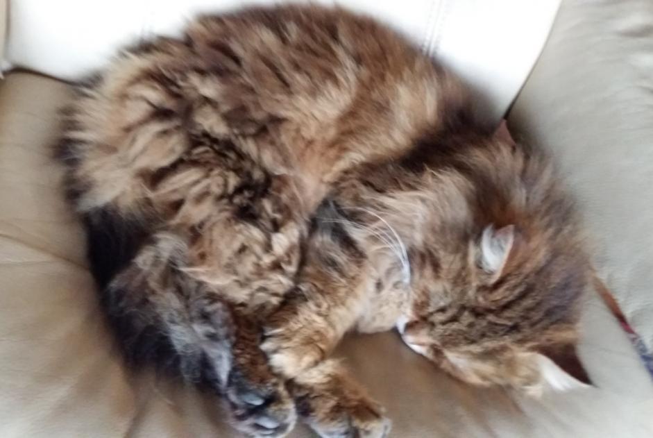 Vermisstmeldung Katze Männliche , 12 jahre Grenoble Frankreich