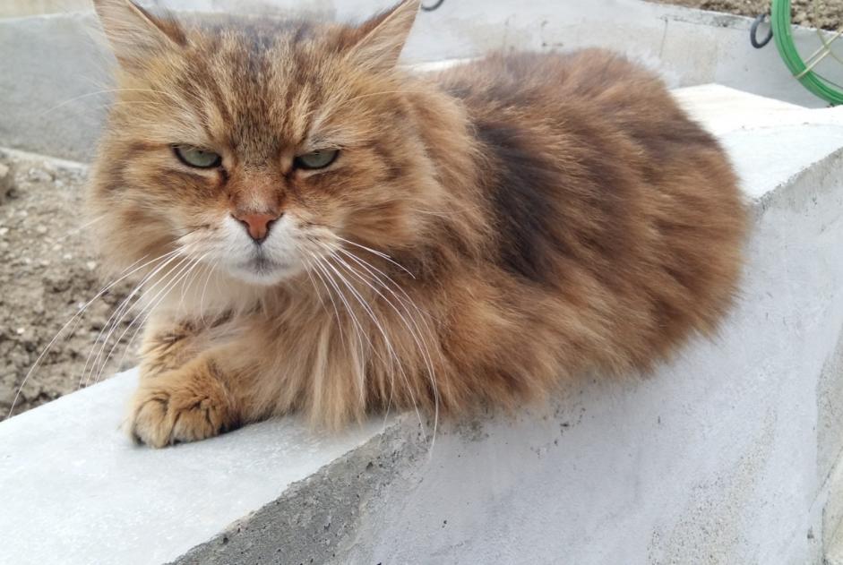 Vermisstmeldung Katze Männliche , 12 jahre Grenoble Frankreich