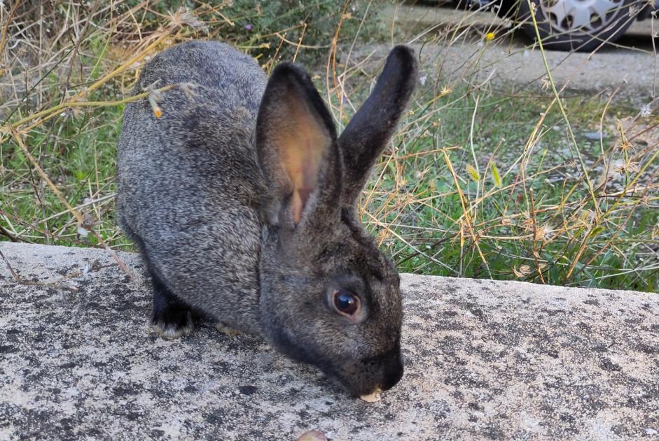 Fundmeldung Hase Unbekannt Avignon Frankreich