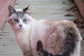 Fundmeldung Katze Männliche Saint-Germain-des-Essourts Frankreich