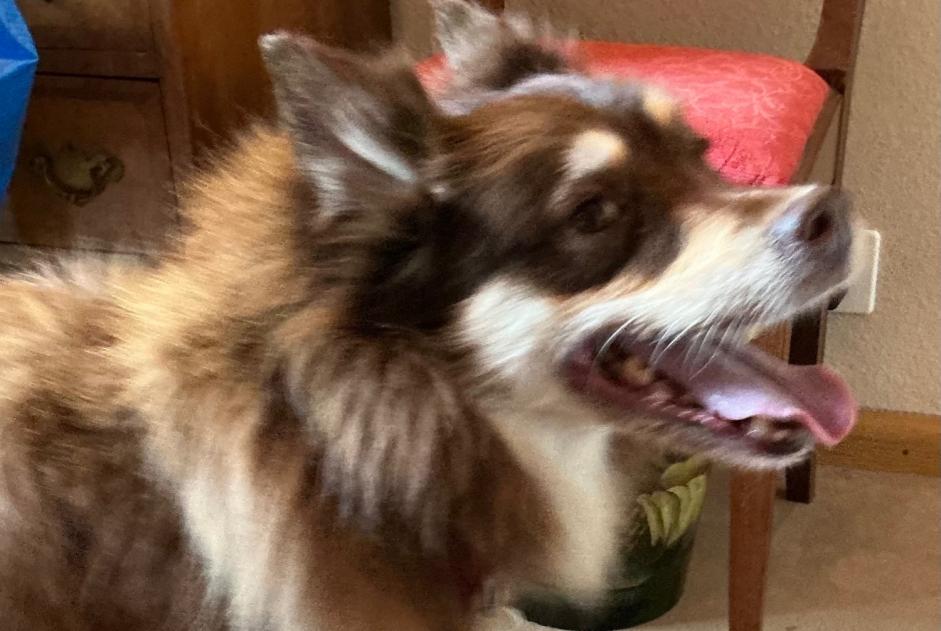 Fundmeldung Hund Unbekannt Thônex Schweiz