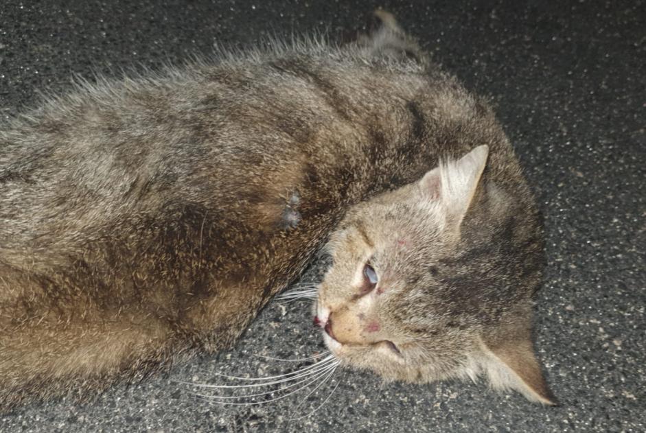 Fundmeldung Katze Unbekannt Veglie Italien