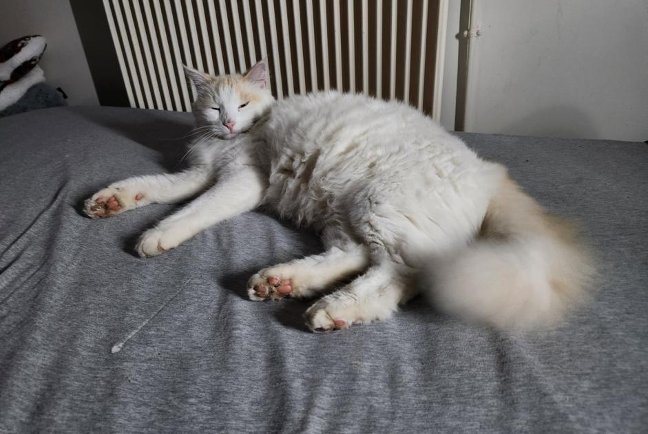 Vermisstmeldung Katze  Männliche , 3 jahre Rosny-sous-Bois Frankreich