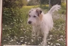 Vermisstmeldung Hund  Männliche , 9 jahre Chêne-Bourg Schweiz