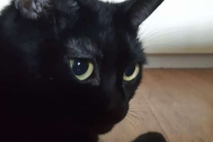 Vermisstmeldung Katze  Weiblich , 5 jahre Riccione Italien