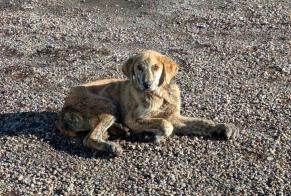 Fundmeldung Hund Männliche Riaño Spanien