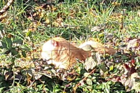 Fundmeldung Katze Männliche L'Isle-d'Espagnac Frankreich