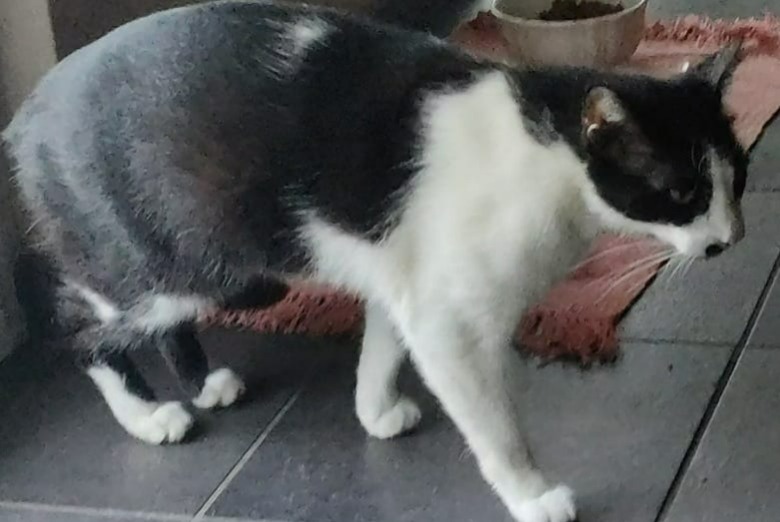 Vermisstmeldung Katze Männliche , 4 jahre Besana In Brianza Italien