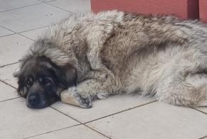 Vermisstmeldung Hund  Weiblich , 8 jahre Benisa Spanien