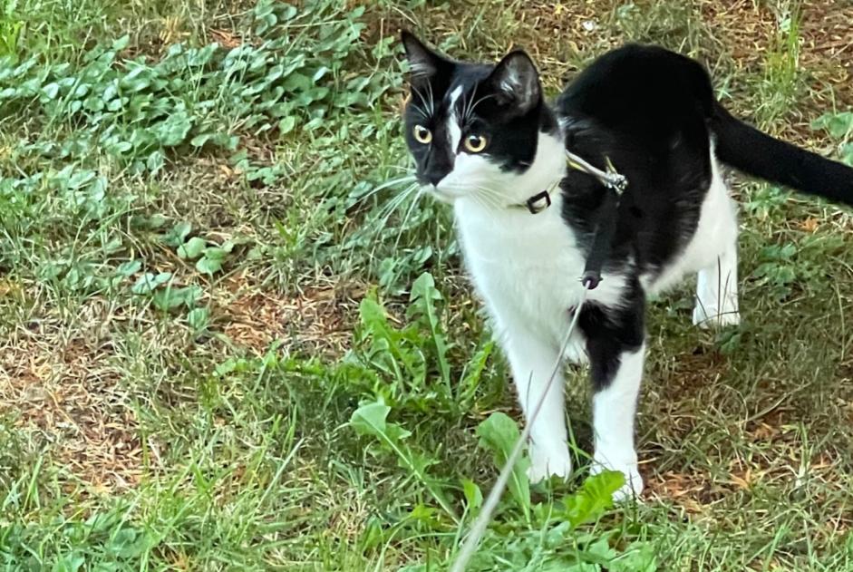 Vermisstmeldung Katze rassenmischung Weiblich , 2 jahre Loano Italien