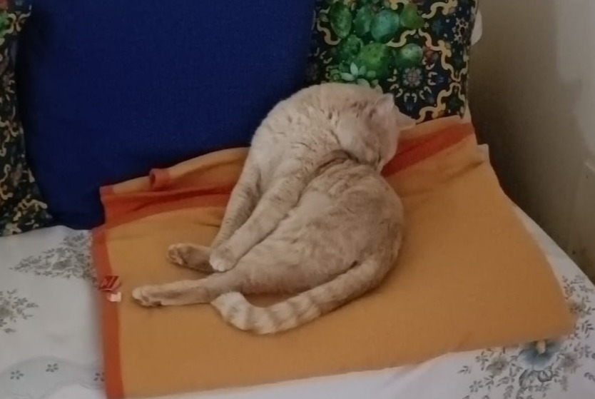 Vermisstmeldung Katze Weiblich , 2 jahre Catania Italien