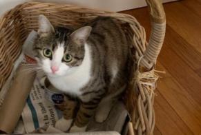 Disappearance alert Cat miscegenation Female , 2 years Saint-Ondras France