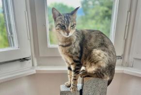 Disappearance alert Cat Female , 4 years Fribourg Switzerland