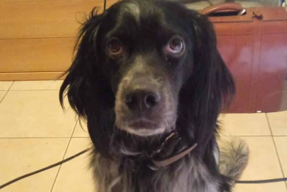 Disappearance alert Dog miscegenation Male , 3 years Denore Italy