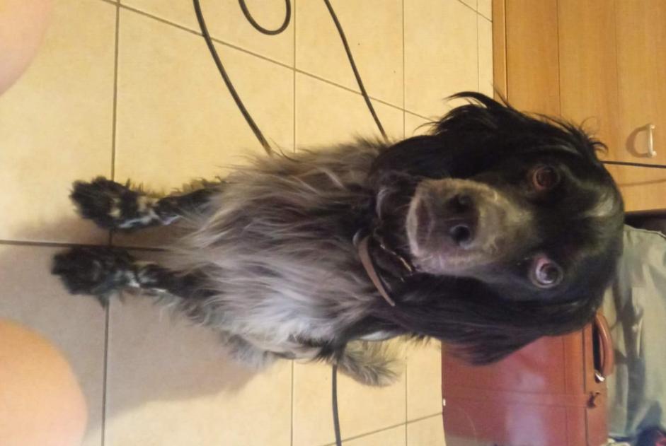 Disappearance alert Dog miscegenation Male , 3 years Denore Italy