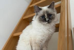 Disappearance alert Cat  Female , 1 years Rolle Switzerland