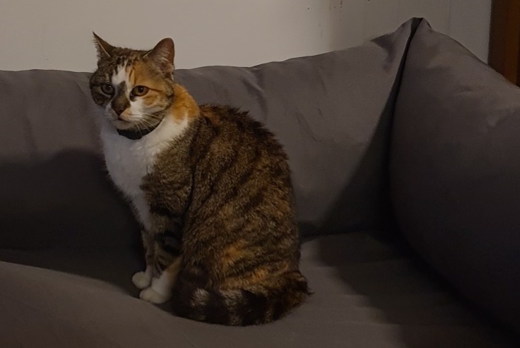 Disappearance alert Cat Female , 13 years Val-de-Ruz Switzerland