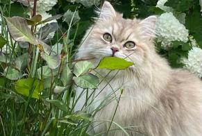 Disappearance alert Cat  Female , 2 years Savièse Switzerland