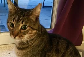 Disappearance alert Cat Male , 11 years Yverdon-les-Bains Switzerland