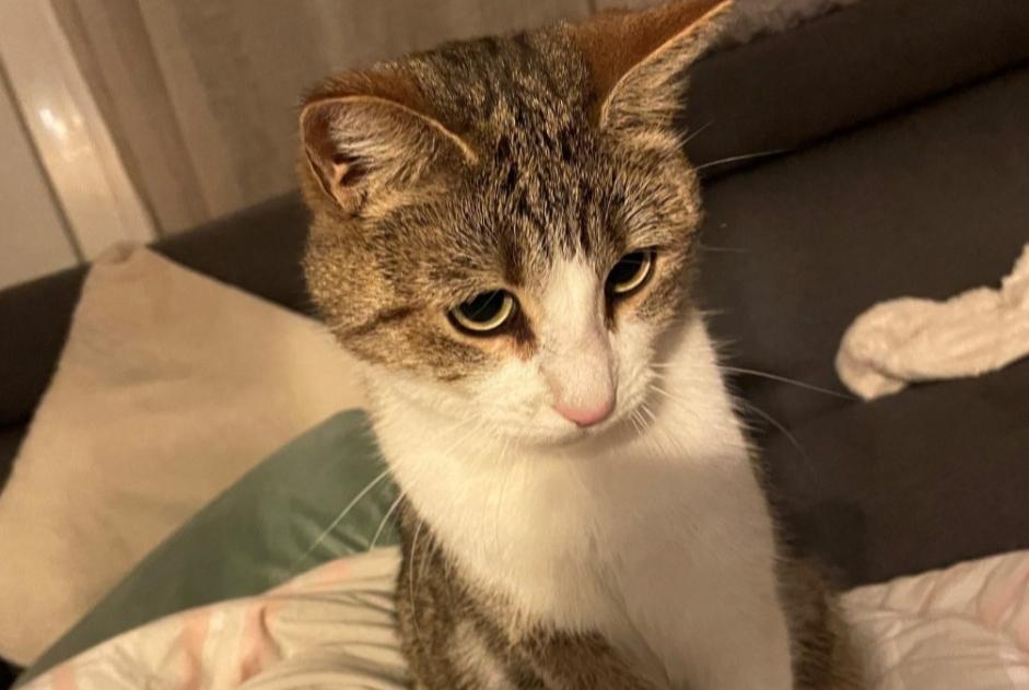 Disappearance alert Cat miscegenation Male , 3 years Martigny Switzerland