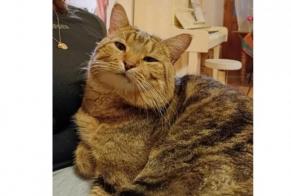 Disappearance alert Cat  Male , 4 years Tournon-sur-Rhône France
