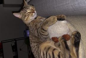 Disappearance alert Cat  Male , 1 years Pully Switzerland