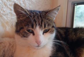 Disappearance alert Cat Male , 5 years Montreux Switzerland