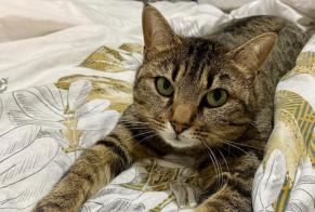 Disappearance alert Cat  Female , 6 years Saxon Switzerland