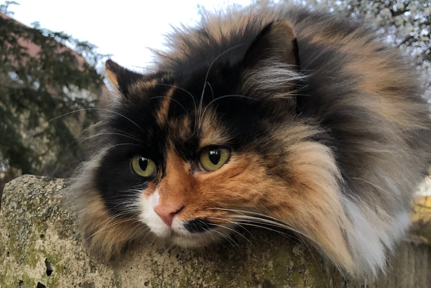 Disappearance alert Cat miscegenation Female , 5 years Lazise Italy