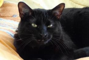 Disappearance alert Cat  Male , 12 years Thorame-Basse France