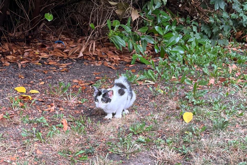 Discovery alert Cat Female , Between 4 and 6 months Armentières France