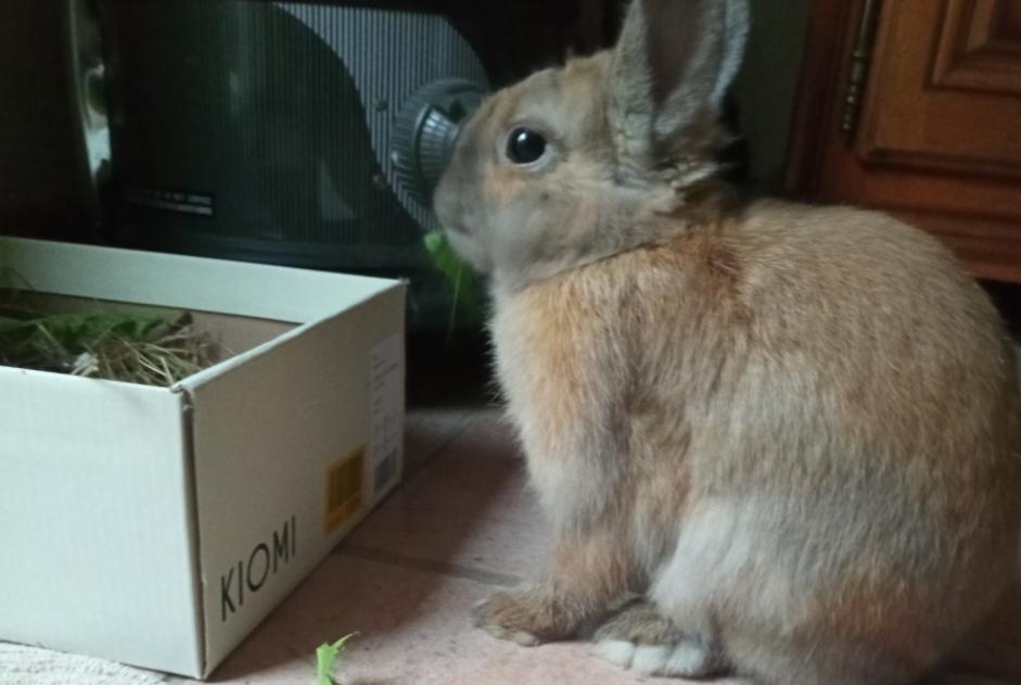 Discovery alert Rabbit Unknown Brazey-en-Plaine France